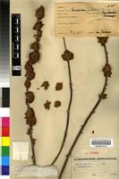 Isotype of Combretum platypetalum Welw. ex M.A.Lawson [family COMBRETACEAE]