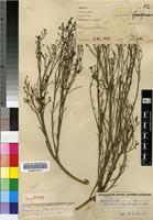 Isotype of Thesium megalocarpum A.W.Hill [family SANTALACEAE]