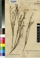 Isotype of Thesium megalocarpum A.W.Hill [family SANTALACEAE]