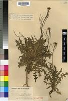 Isosyntype of Sisymbrium capense Thunb. [family BRASSICACEAE]