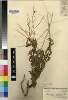 Isosyntype of Sisymbrium capense Thunb. [family BRASSICACEAE]