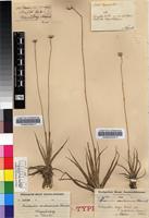 Isotype of Eriocaulon dregei Hochst. var. sonderianum (Körn.) Oberm. [family ERIOCAULACEAE]