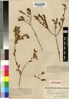 Lectotype of Acmadenia flaccida Eckl. ,amp; Zeyh. [family RUTACEAE]