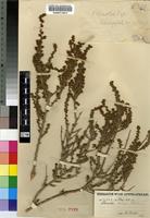 Paratype of Chenolea dinteri Botsch. [family CHENOPODIACEAE]