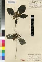 Isolectotype of Pavetta comostyla S.Moore [family RUBIACEAE]