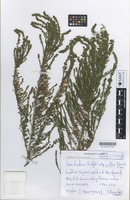 Holotype of Erica lusitanica Rudolphi subsp. cantabrica Fagúndez & Izco [family ERICACEAE]