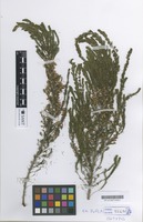 Isotype of Erica lusitanica Rudolphi subsp. cantabrica Fagúndez & Izco [family ERICACEAE]