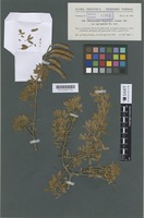 Isotype of Adenocarpus hispanicus (Lam.) DC. var. argyrophyllus Rivas Goday [family LEGUMINOSAE-PAPILIONOIDEAE]