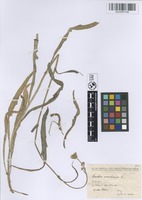 Filed as Sonchus maritimus L. [family CICHORIACEAE]