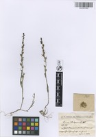 Filed as Linaria chalepensis Mill. [family PLANTAGINACEAE]