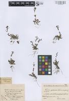 Holotype of Veronica gentianoides Vahl var. glacialis Nábělek [family SCROPHULARIACEAE]