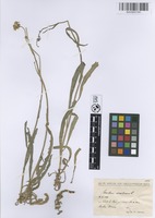 Filed as Sonchus maritimus L. [family CICHORIACEAE]
