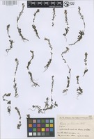 Holotype of Veronica gentianoides Vahl var. glacialis Nábělek [family SCROPHULARIACEAE]