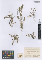 Filed as Taraxacum stevenii (Spreng.) DC. [family CICHORIACEAE]