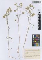 Filed as Lagoecia cuminoides L. [family APIACEAE]