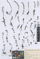 Holotype of Veronica gentianoides Vahl var. glacialis Nábělek [family SCROPHULARIACEAE]