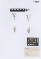 Filed as Sagina apetala Ard. [family CARYOPHYLLACEAE]