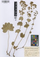 Filed as Alchemilla acutiloba Steven var. pontica Buser [family ROSACEAE]