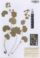 Filed as Alchemilla acutiloba Steven var. pontica Buser [family ROSACEAE]