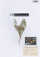 Filed as Vicia ervilia (L.) Willd. [family FABACEAE]