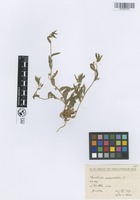 Filed as Convolvulus pentapetaloides L. [family CONVOLVULACEAE]