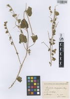 Filed as Convolvulus stachydifolius Choisy [family CONVOLVULACEAE]