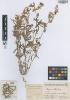 Filed as Hippocrepis unisiliquosa L. subsp. bisiliqua (Forssk.) Bornm. [family FABACEAE]
