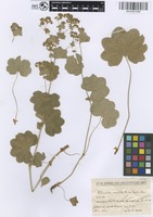 Filed as Alchemilla acutiloba Steven var. pontica Buser [family ROSACEAE]
