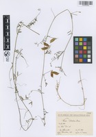 Filed as Vicia palaestina Boiss. [family FABACEAE]