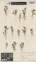 Filed as Convolvulus pentapetaloides L. [family CONVOLVULACEAE]