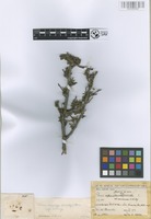 Holotype of Prunus microcarpa C.A. Mey. subsp. microcarpa [family ROSACEAE]