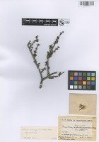 Holotype of Prunus microcarpa C.A. Mey. subsp. microcarpa [family ROSACEAE]