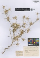 Filed as Centaurea hyalolepis Boiss. [family ASTERACEAE]