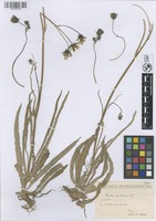 Filed as Sonchus maritimus L. [family CICHORIACEAE]