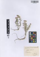 Filed as Achillea santolina L. [family ASTERACEAE]
