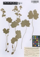 Filed as Alchemilla acutiloba Steven var. pontica Buser [family ROSACEAE]