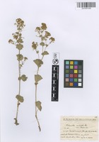 Filed as Alchemilla acutiloba Steven var. pontica Buser [family ROSACEAE]