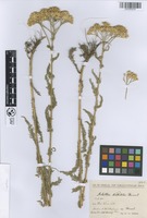 Holotype of Achillea nabelekii Heimerl ex Nábělek [family ASTERACEAE]