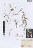 Filed as Vicia palaestina Boiss. [family FABACEAE]