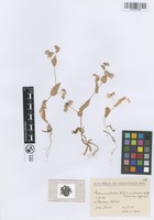 Filed as Bupleurum subovatum Link ex Spreng. var. subovatum [family APIACEAE]