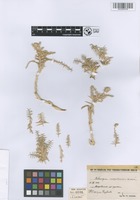 Holotype of Aeluropus mesopotamicus Nábělek [family POACEAE]
