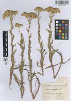 Holotype of Achillea nabelekii Heimerl ex Nábělek [family ASTERACEAE]