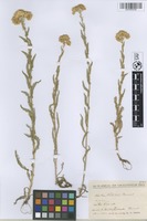 Holotype of Achillea nabelekii Heimerl ex Nábělek [family ASTERACEAE]