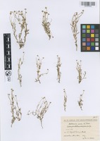 Filed as Matricaria aurea (Loefl.) Sch. Bip. [family ASTERACEAE]