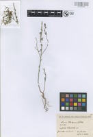 Filed as Linaria chalepensis Mill. [family PLANTAGINACEAE]