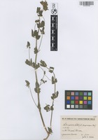 Filed as Lotus palustris Willd. [family FABACEAE]