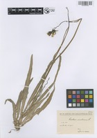 Filed as Sonchus maritimus L. [family CICHORIACEAE]