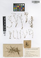 Filed as Saxifraga tridactylites L. [family SAXIFRAGACEAE]