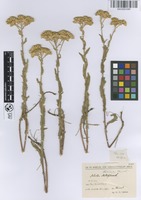 Holotype of Achillea nabelekii Heimerl ex Nábělek [family ASTERACEAE]