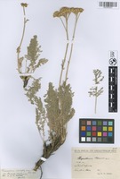 Holotype of Tanacetum chiliophyllum (Fisch. & C.A. Mey. ex DC.) Sch. Bip. var. heimerlei (Nábělek) Grierson [family ASTERACEAE]